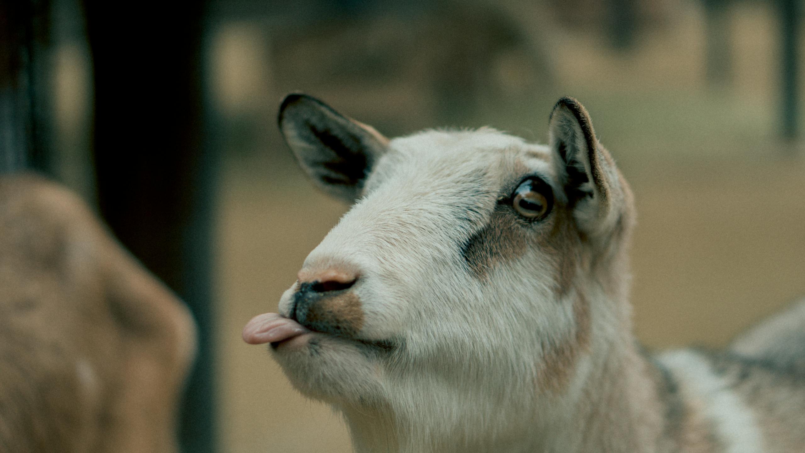 Charming goat with tongue out in a playful pose. Perfect for animal photography collections.