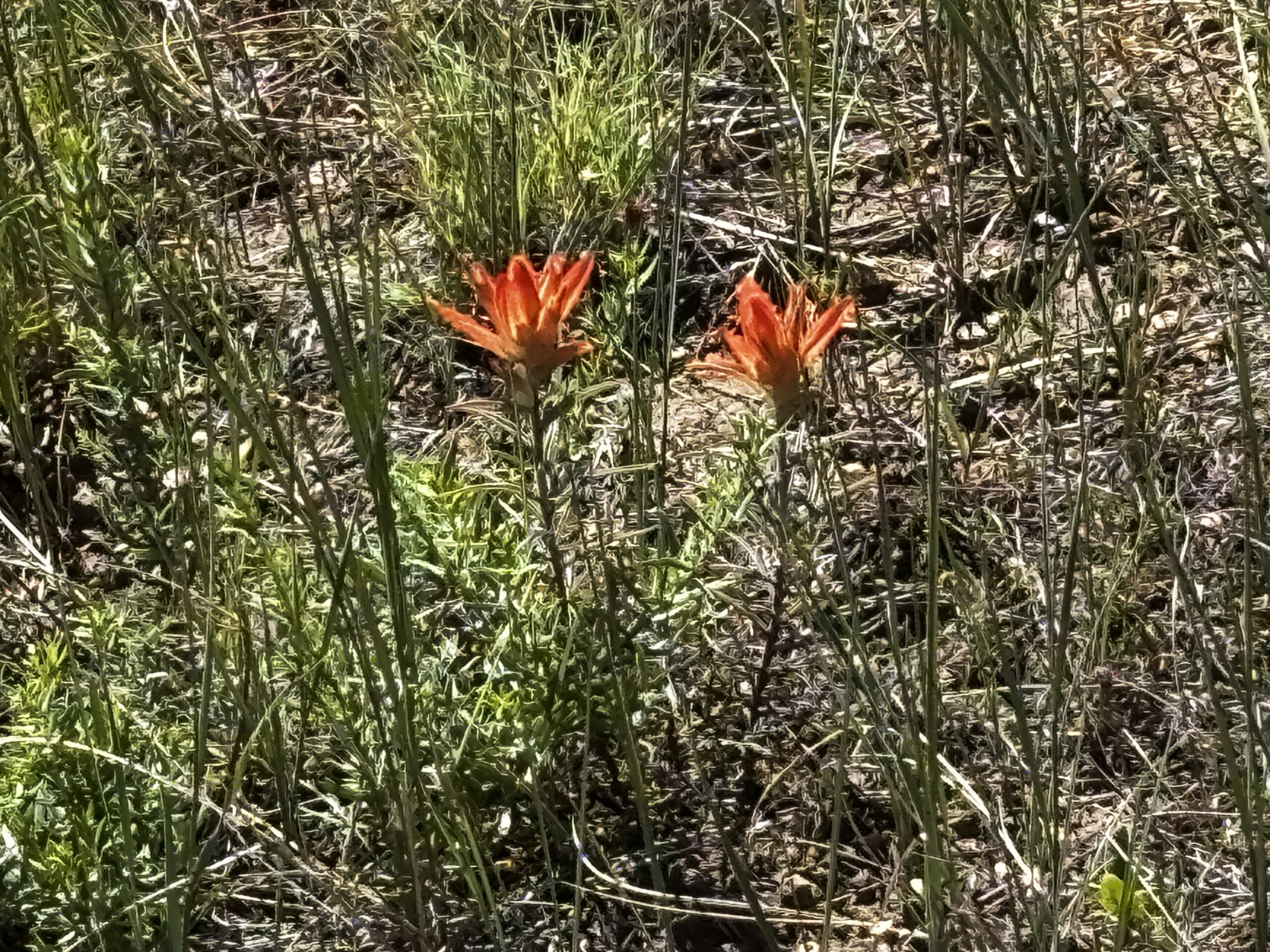 IMG_0701.JPEG